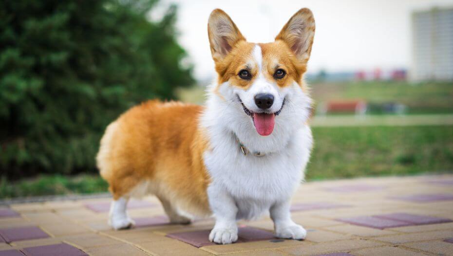 What does a corgi dog store look like